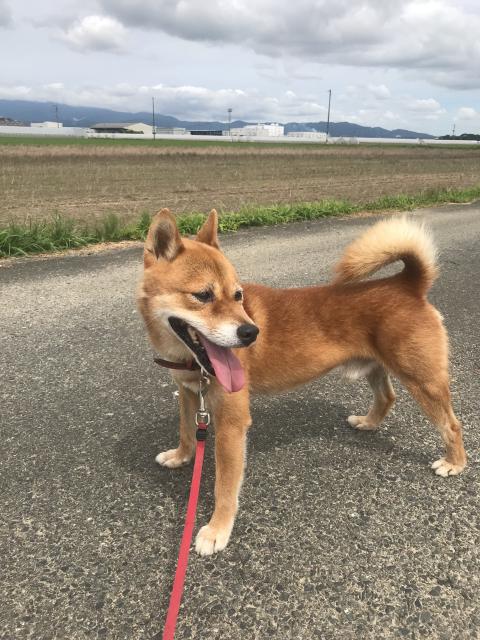 迷子犬の写真1