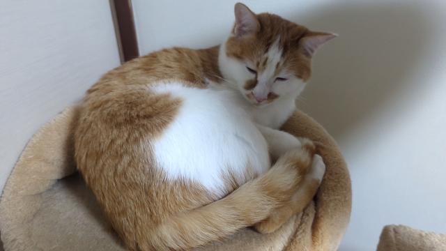 迷子猫の写真1