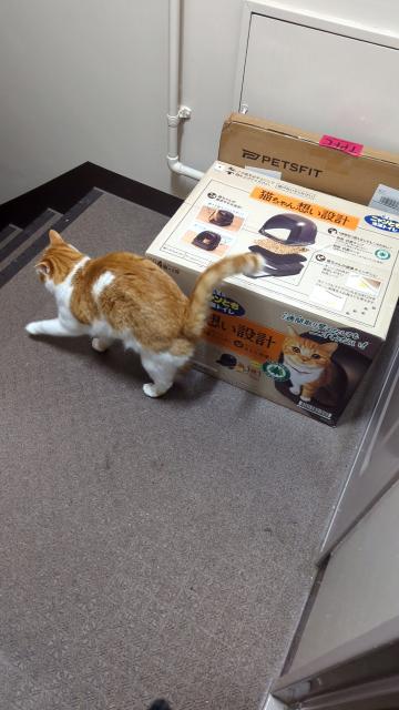 迷子猫の写真2