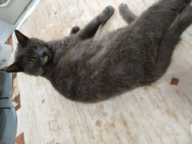 迷子猫の写真1