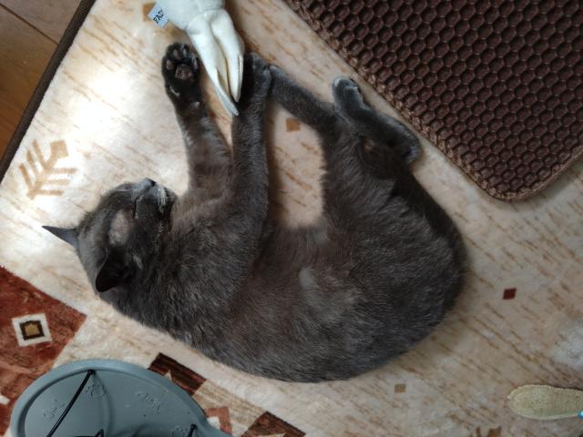 迷子猫の写真2