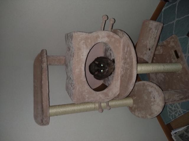 迷子猫の写真3