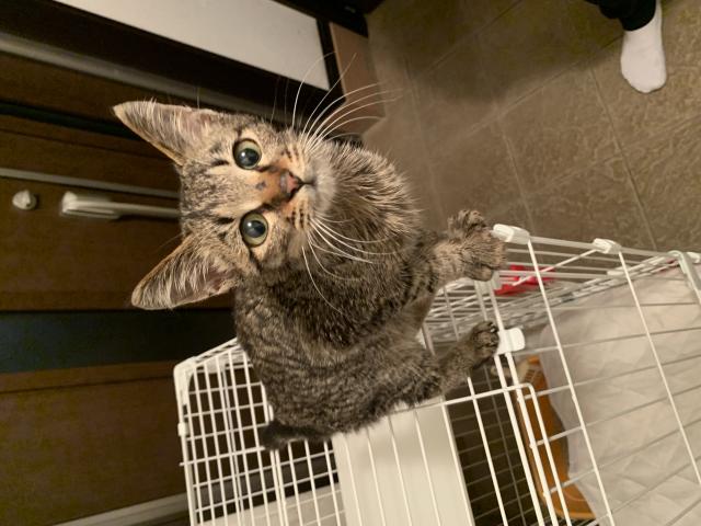 保護猫No.0156の写真
