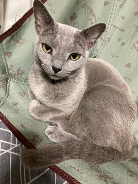 迷子猫の写真1