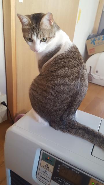 迷子猫の写真1
