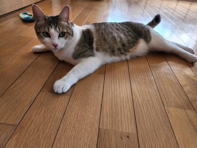 迷子猫の写真2