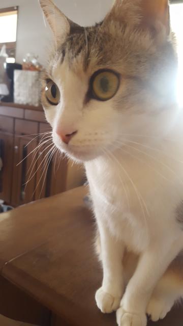 迷子猫の写真3