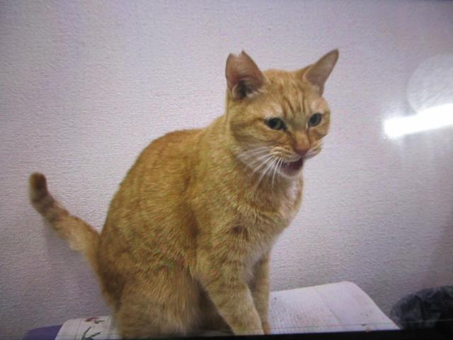 個人間譲渡猫No.0187の写真