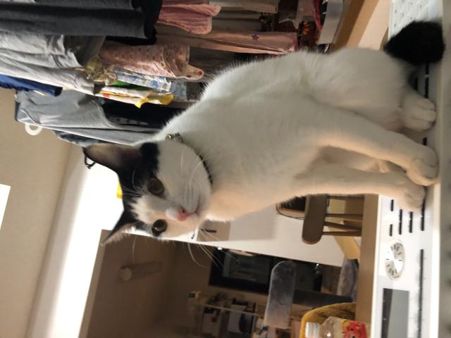 迷子猫の写真1
