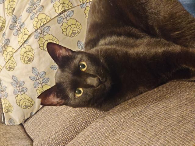 迷子猫No.2087の写真