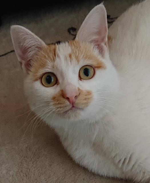 迷子猫No.0889の写真