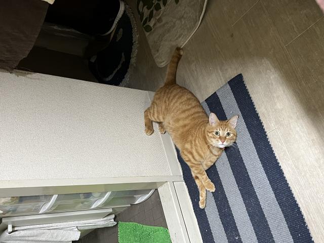 迷子猫の写真1