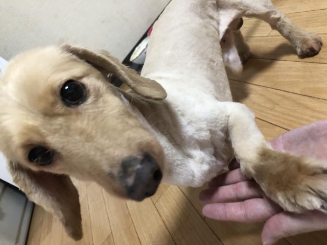 迷子犬No.1040の写真