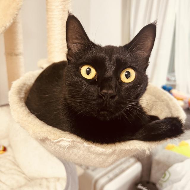 迷子猫の写真1