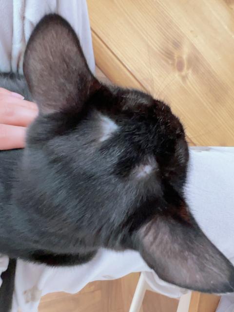迷子猫の写真2