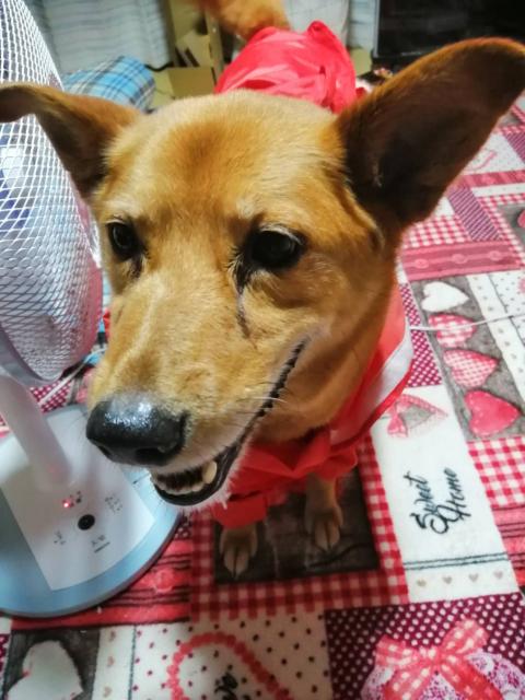 迷子犬No.1122の写真