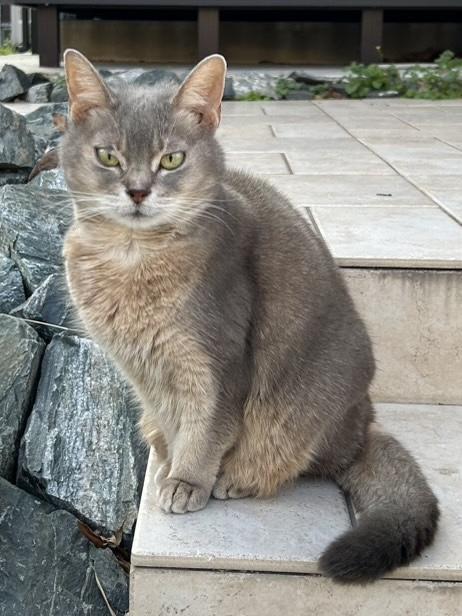 保護猫No.0393の写真