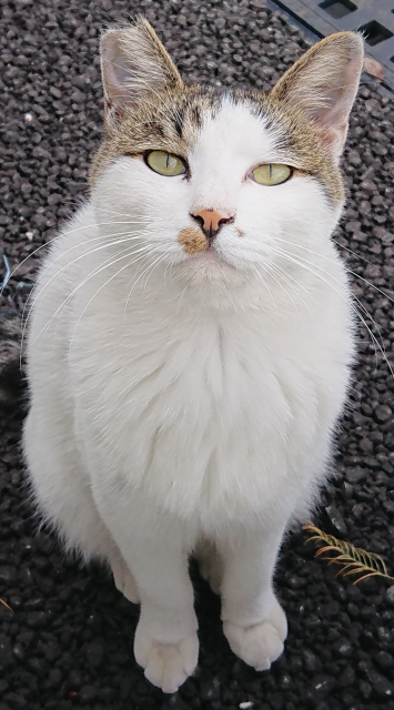 迷子猫の写真1