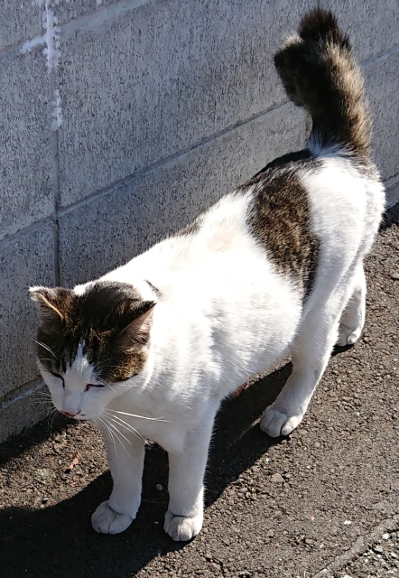 迷子猫の写真2
