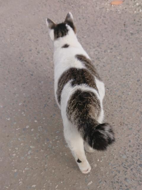 迷子猫の写真3