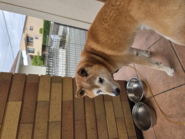 迷子犬No.1948の写真