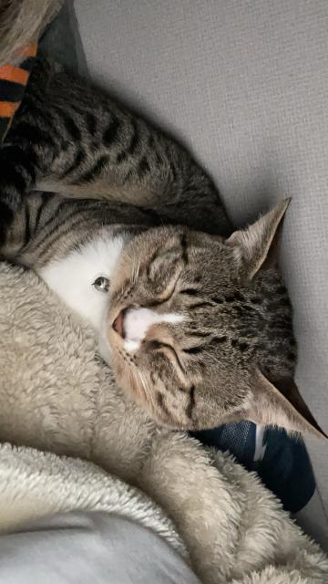迷子猫の写真2