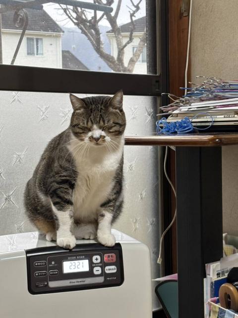 迷子猫No.2089の写真