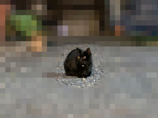 保護猫No.0386の写真