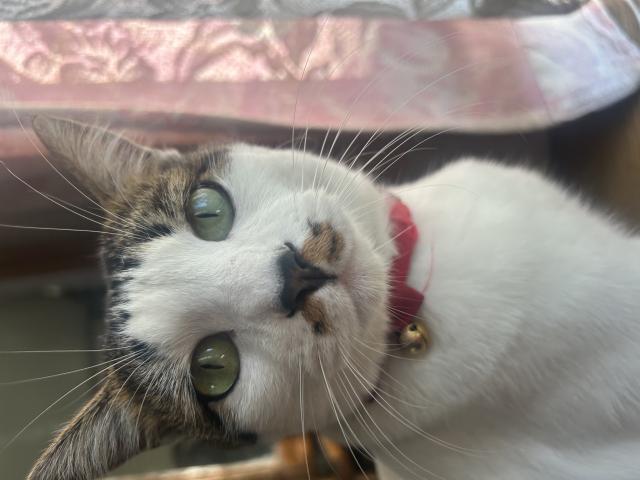 迷子猫No.2106の写真