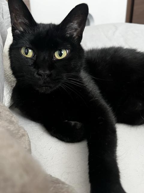 迷子猫No.2021の写真