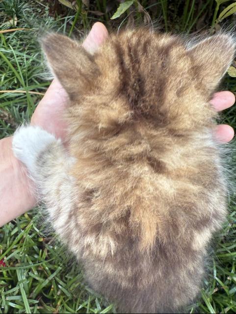 保護猫の写真3