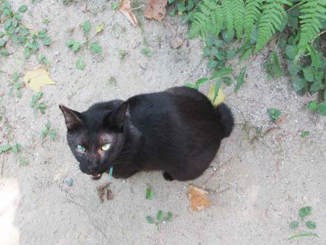 迷子猫No.1804の写真