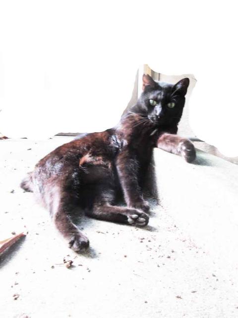 迷子猫の写真2