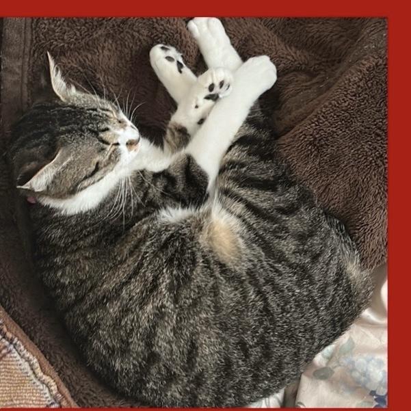 迷子猫No.1743の写真