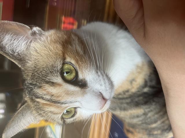 迷子猫の写真1