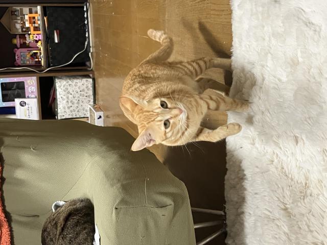 迷子猫の写真2