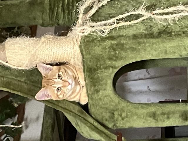 迷子猫の写真3