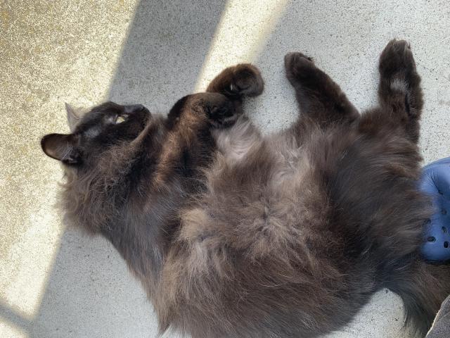 迷子猫No.1784の写真
