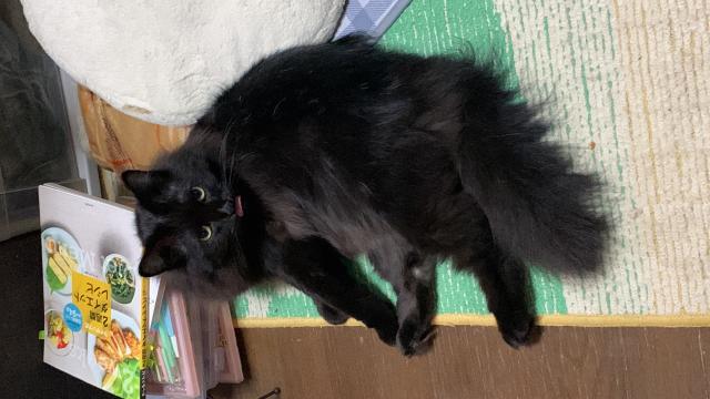 迷子猫の写真2