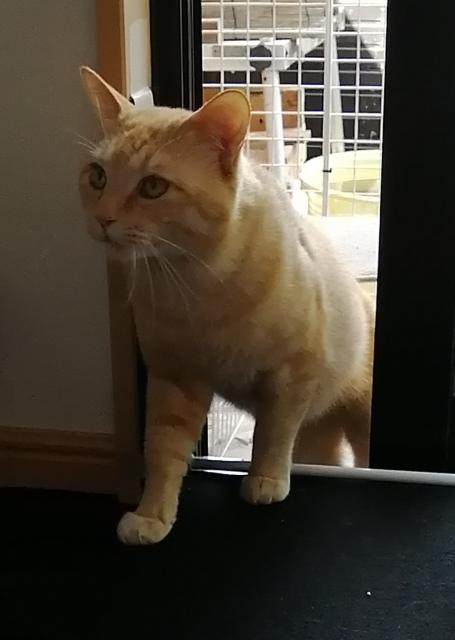 迷子猫の写真1