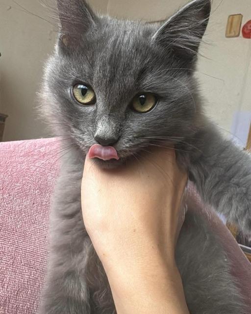 迷子猫の写真1