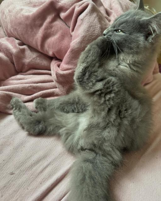 迷子猫の写真2