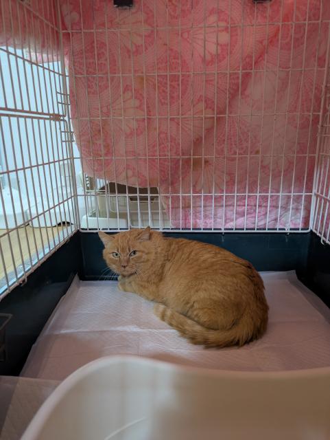 保護猫No.0402の写真