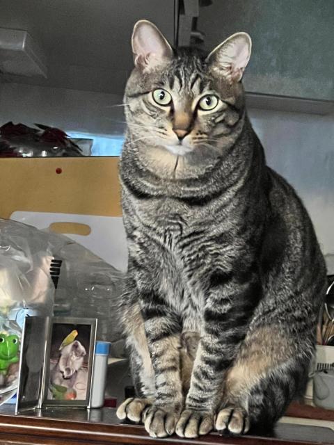 迷子猫の写真1
