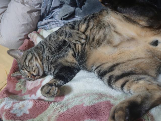 迷子猫の写真2