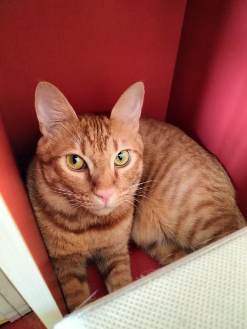 迷子猫No.2030の写真