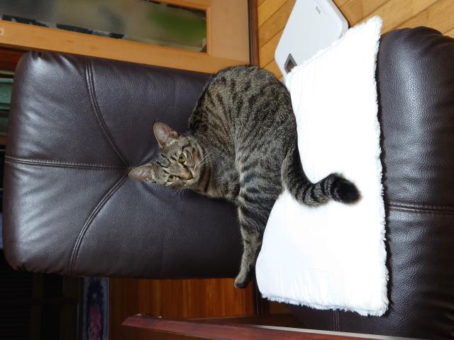 迷子猫の写真2