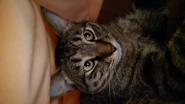 迷子猫の写真3
