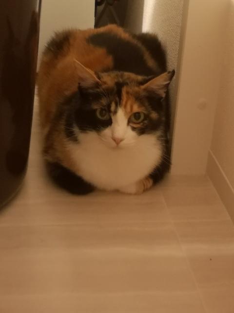 迷子猫No.1831の写真
