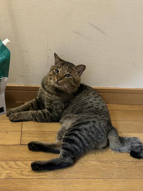 迷子猫No.1887の写真